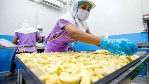 Giá sầu riêng tại Trung Quốc sắp có biến vì một động thái của Malaysia, ngôi vương của Thái Lan và Việt Nam liệu có bị lung lay?