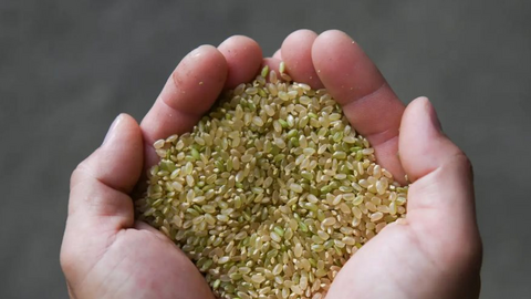 Vua gạo lâm nguy, Nhật Bản chạy đua tìm cách giải cứu