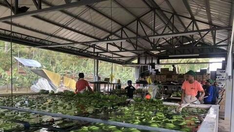 Một loại quả trồng khắp Việt Nam sang Trung Quốc bất ngờ thành hàng hot: Ưu đãi thuế nhập khẩu 0%, thu hơn 200 triệu USD kể từ đầu năm