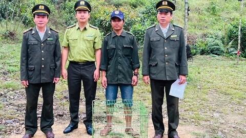 Người dân giao nộp khỉ mặt đỏ quý hiếm cho kiểm lâm