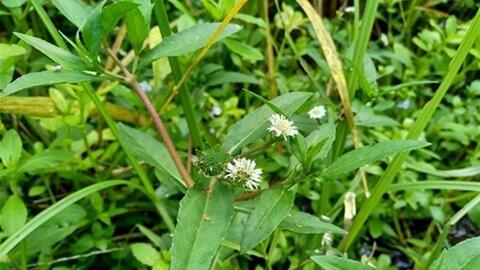 Việt Nam có 1 loại lá mọc dại khắp nơi giúp chống rụng tóc, kích thích mọc tóc con, còn phòng ngừa nhiều bệnh mãn tính