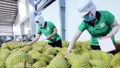 Nguồn vốn ngân hàng “trợ lực” để ngành rau quả bứt tốc phát triển