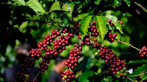 Bất lợi thời tiết đẩy giá cà phê tăng 1.000 đồng/kg