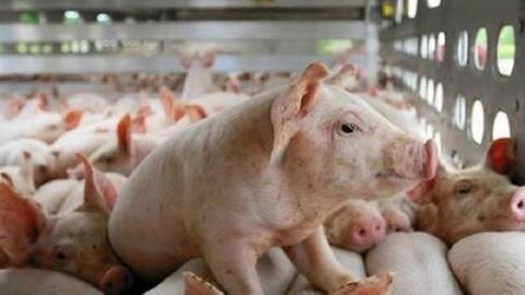 Giá lợn hơi tăng mạnh những ngày cuối năm