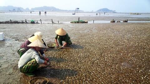 Thanh Hóa triển khai kế hoạch quan trắc môi trường thủy sản để bảo vệ vùng nuôi bền vững