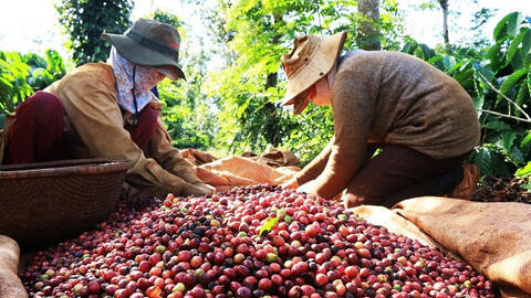 Giá cà phê tăng cao, mỗi ngày Việt Nam thu gần 29 triệu USD