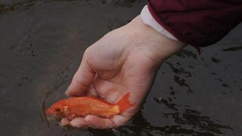 Khung giờ đẹp thả cá chép ngày ông Công ông Táo