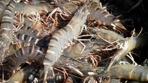 Tôm chết do nắng nóng, Cà Mau xin hỗ trợ hóa chất