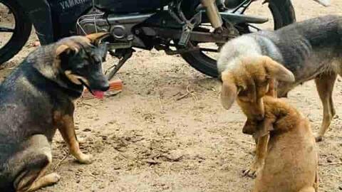 Nắng nóng, Gia Lai cảnh báo nguy cơ bệnh dại gia tăng