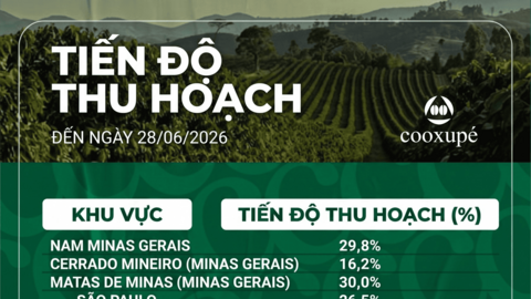 Giá cà phê tăng mạnh, thị trường giao dịch hàng hóa khởi sắc