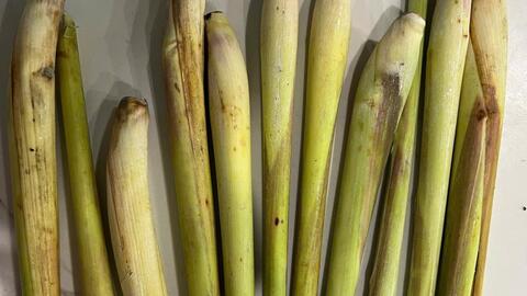Thức uống hỗ trợ tăng chức năng gan