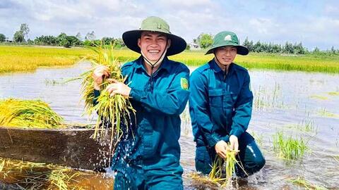 Tây Ninh huy động 50 cán bộ, chiến sĩ giúp dân thu hoạch lúa chạy lũ
