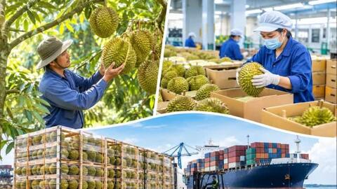Sầu riêng gần chạm mốc 2 tỷ USD, hướng tới phát triển chuyên nghiệp và bền vững