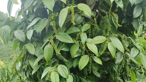 Hồ tiêu Việt Nam tăng lượng xuất khẩu, nâng cao gia tăng giá trị