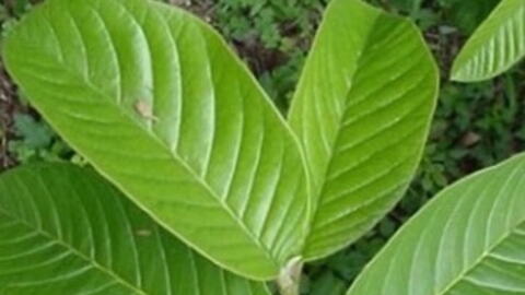 Hỗ trợ giảm mỡ máu bằng nước lá ổi: Hiểu đúng để tốt cho sức khỏe