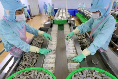 Sau năm thua lỗ kỷ lục, Thuỷ sản Minh Phú đặt kế hoạch lãi gần 1.000 tỷ năm 2025