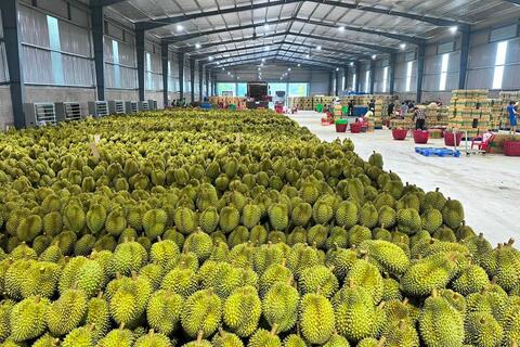 Xuất khẩu rau quả giảm sâu, đe dọa mục tiêu xuất khẩu 8 tỷ USD của ngành trong năm nay