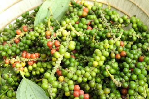 Giá tiêu tăng 5.000 đồng/kg, tiến gần mốc 150.000 đồng
