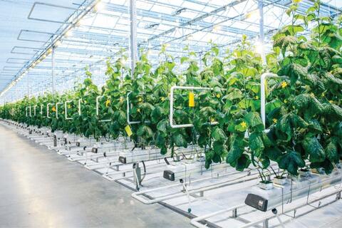 TP.Hồ Chí Minh chuyển giao nông nghiệp công nghệ cao để ứng phó với biến đổi khí hậu