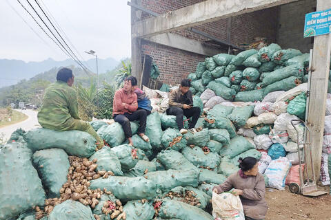 Dong riềng mất gần nửa giá, tỉnh Cao Bằng ra chỉ thị khẩn