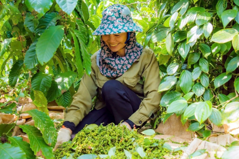 Nỗi lo thiếu nguồn cung khiến giá tiêu áp sát mốc 150.000 đồng/kg