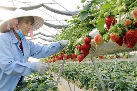 Chính thức vận hành Hệ thống truy xuất nguồn gốc hàng hóa