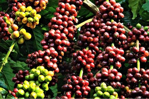 Xuất khẩu Đắk Lắk tăng 25,69%, xuất siêu 145 triệu USD tháng 01/2026