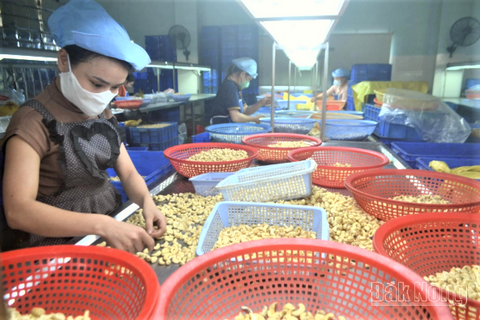 Ngành điều Việt Nam bứt phá xuất khẩu