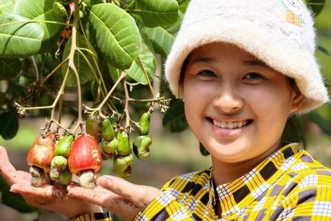 Giá điều đi ngang, hiệu quả trồng điều suy giảm