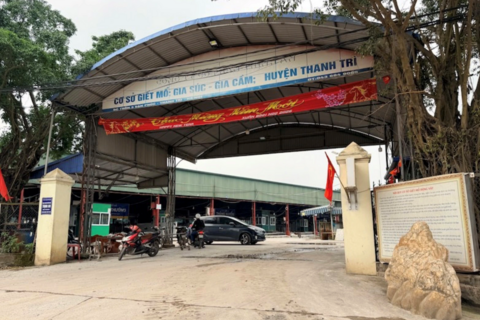 Vụ ‘tuồn’ 300 tấn lợn bệnh vào trường học: Luật sư nói gì?