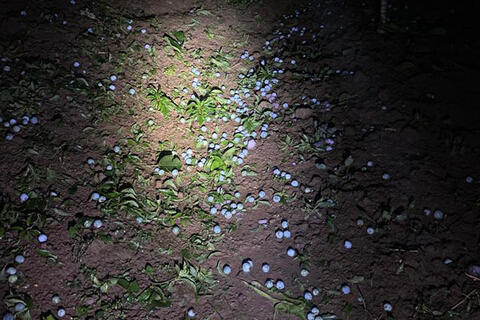 Mưa đá kèm dông lốc gây thiệt hại hơn 30 tỉ đồng ở Bắc Hà