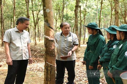 Doanh nghiệp cao su vun đắp tình hữu nghị hai nước Việt Nam - Lào