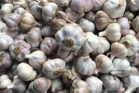 Tỏi tốt nhưng có nhóm người nên hạn chế ăn