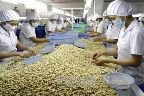 Hạt điều Việt Nam giữ lợi thế tại thị trường Mỹ, Đức giữa bối cảnh cạnh tranh gia tăng