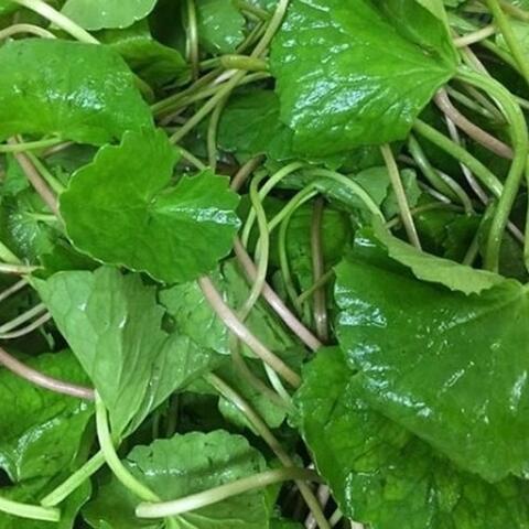 Cách thải độc cơ thể đơn giản trong dịp Tết bằng rau má