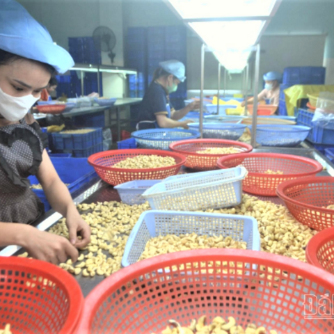 Ngành điều Việt Nam bứt phá xuất khẩu