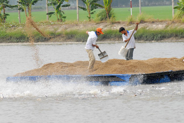 Giữ đường bơi cho cá tra Việt - Ảnh 1.