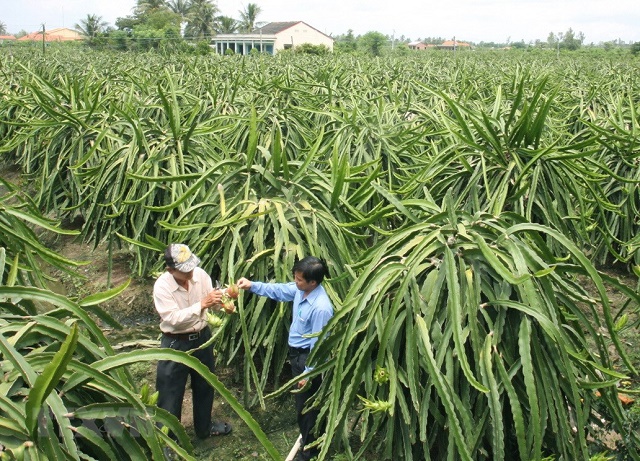 thanh-long-3700-1581401939.jpg