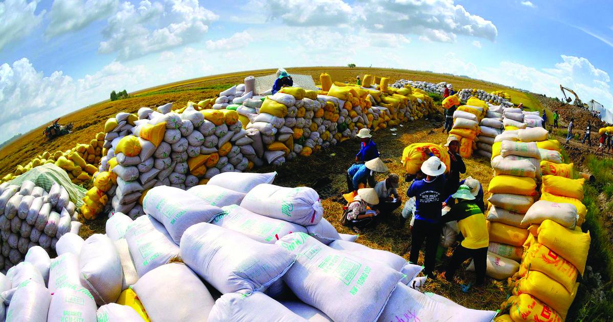Giá lúa gạo Việt Nam rút ngắn dần khoảng cách so với giá lúa gạo Thái Lan cho thấy chiến lược giá trị lúa gạo đã phát huy hiệu quả.