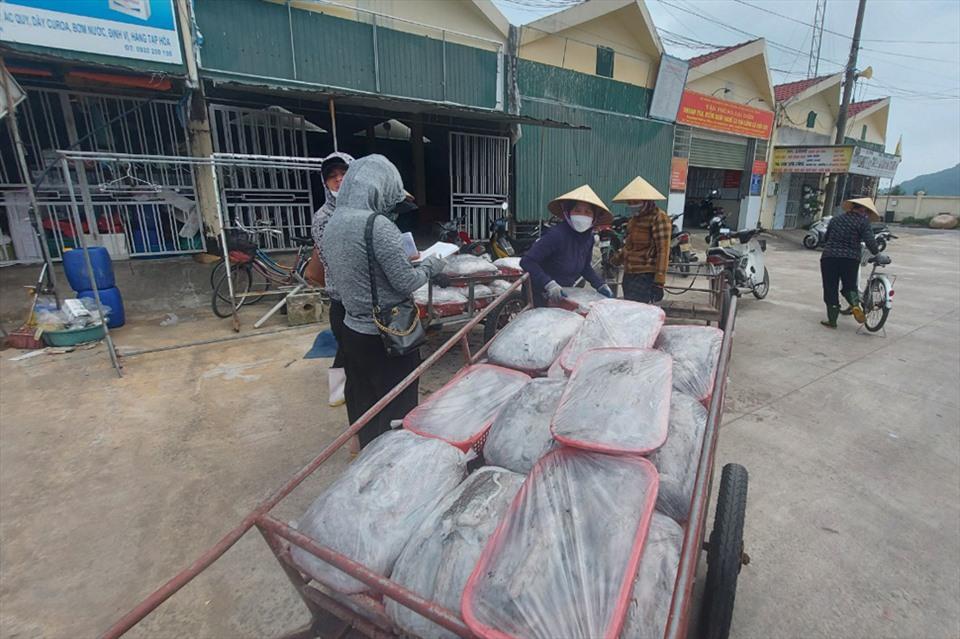 Mực được mua rồi cấp đông ở kho cấp đông trên cảng Cửa Sót. Ảnh: Trần Tuấn.