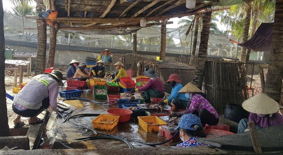 Bình Định: Xử phạt 15 cơ sở chế biến mực xà xả thải gây ô nhiễm môi trường