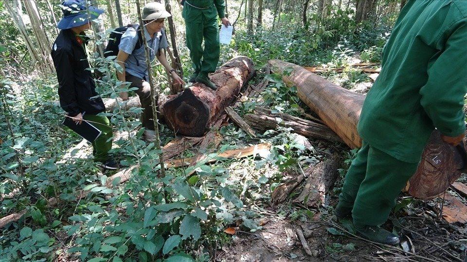 Đắk Lắk xử lý kỷ luật hàng chục cán bộ kiểm lâm do để mất rừng