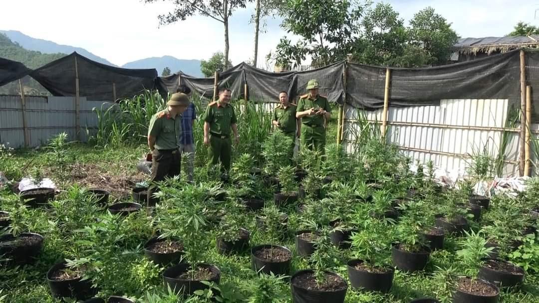 “Lão nông” thuê trang trại để ươm hạt và trồng cần sa