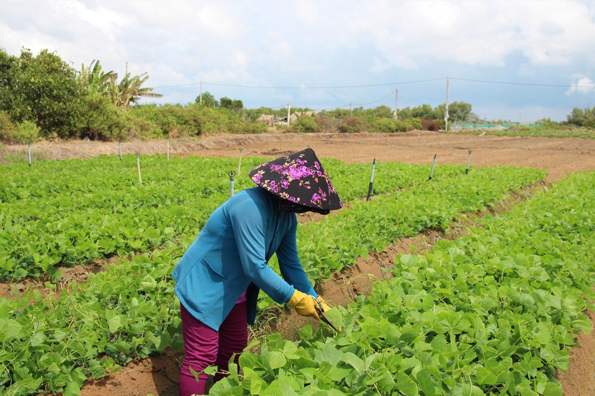 Trà Vinh: Tăng gần 30% số người rút bảo hiểm một lần