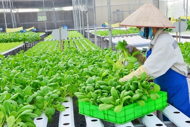 Đến năm 2023, Hà Nội muốn tăng tỉ lệ tự cung ứng nông sản thực phẩm đạt 50%