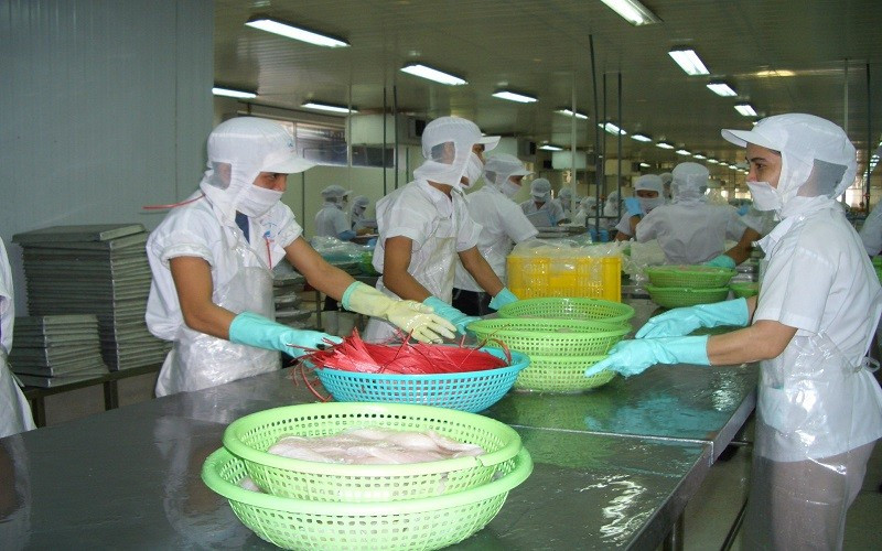 Nhà máy chế biến phi lê cá tra - ảnh minh họa