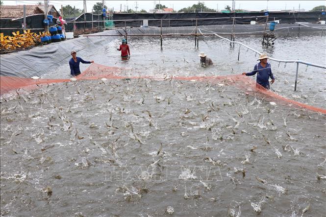 Giá tôm nguyên liệu ở Bến Tre giảm mạnh- Ảnh 1.