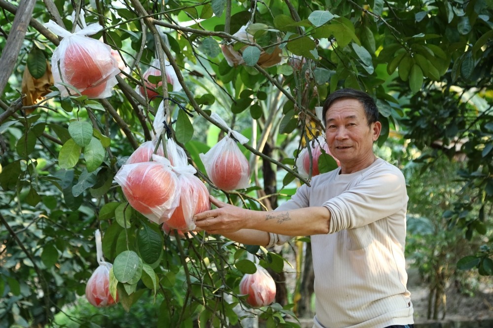 Ngành nông nghiệp Thủ đô “hồi sinh” sau bão, lũ