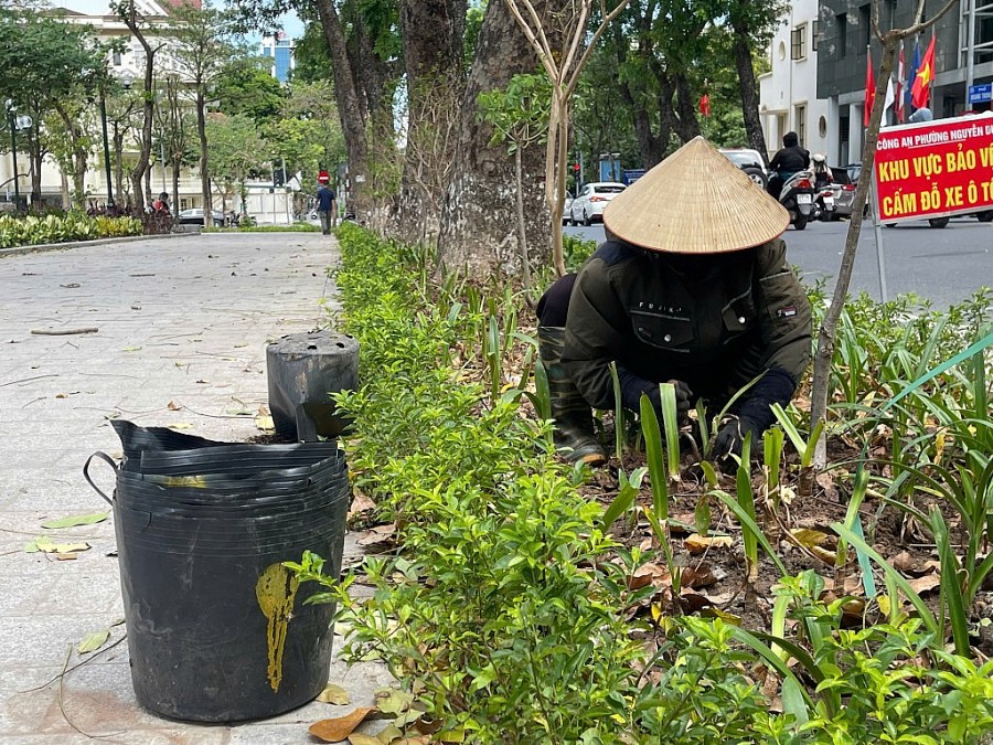 Vườn hoa hồ Thiền Quang vừa khánh thành, hoa đã bị trộm