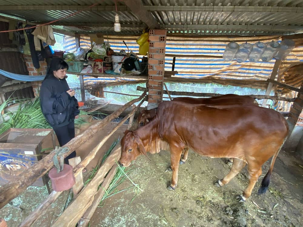 Thành phố Gia Nghĩa hỗ trợ bò sinh sản cho người dân chăn nuôi. Ảnh: Trà My